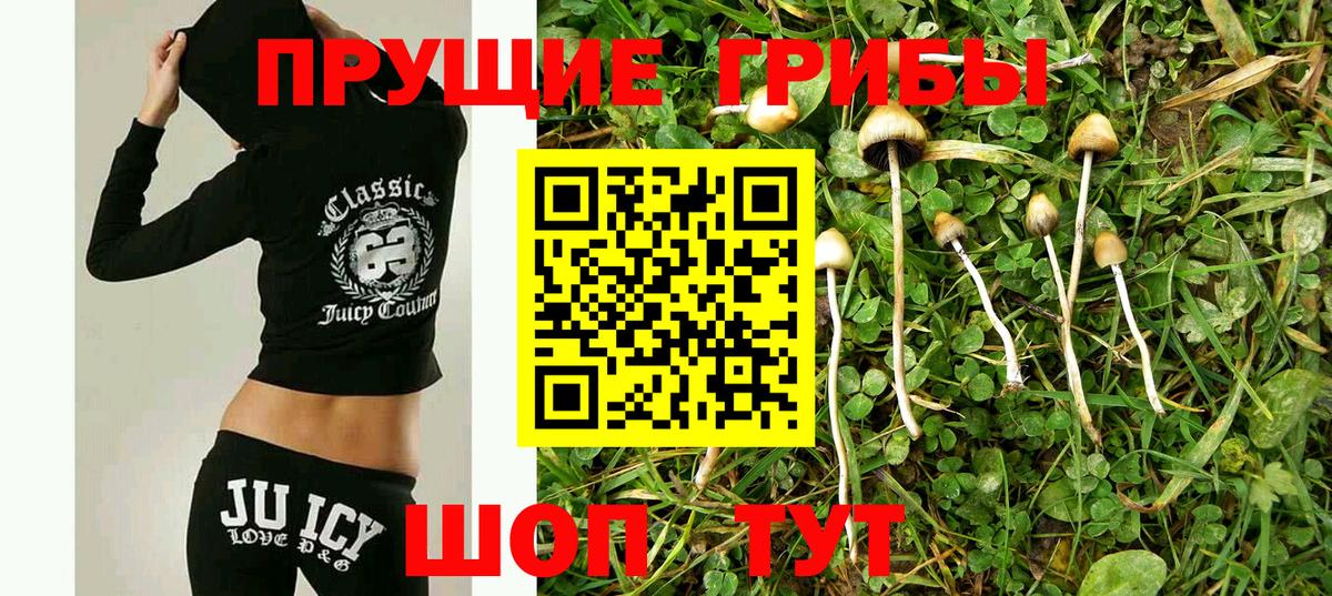 Псилоцибиновые грибы Psilocybine cubensis Коряжма